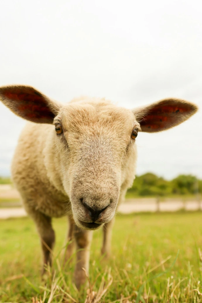 A close up of a sheep in a field